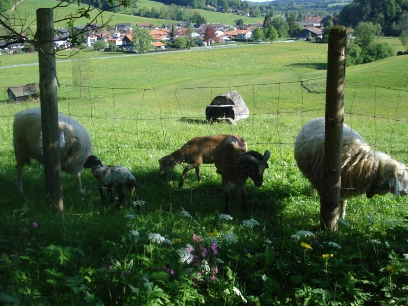 Séjour à la ferme Schneider-hof Inkl. Chiemgaukarte