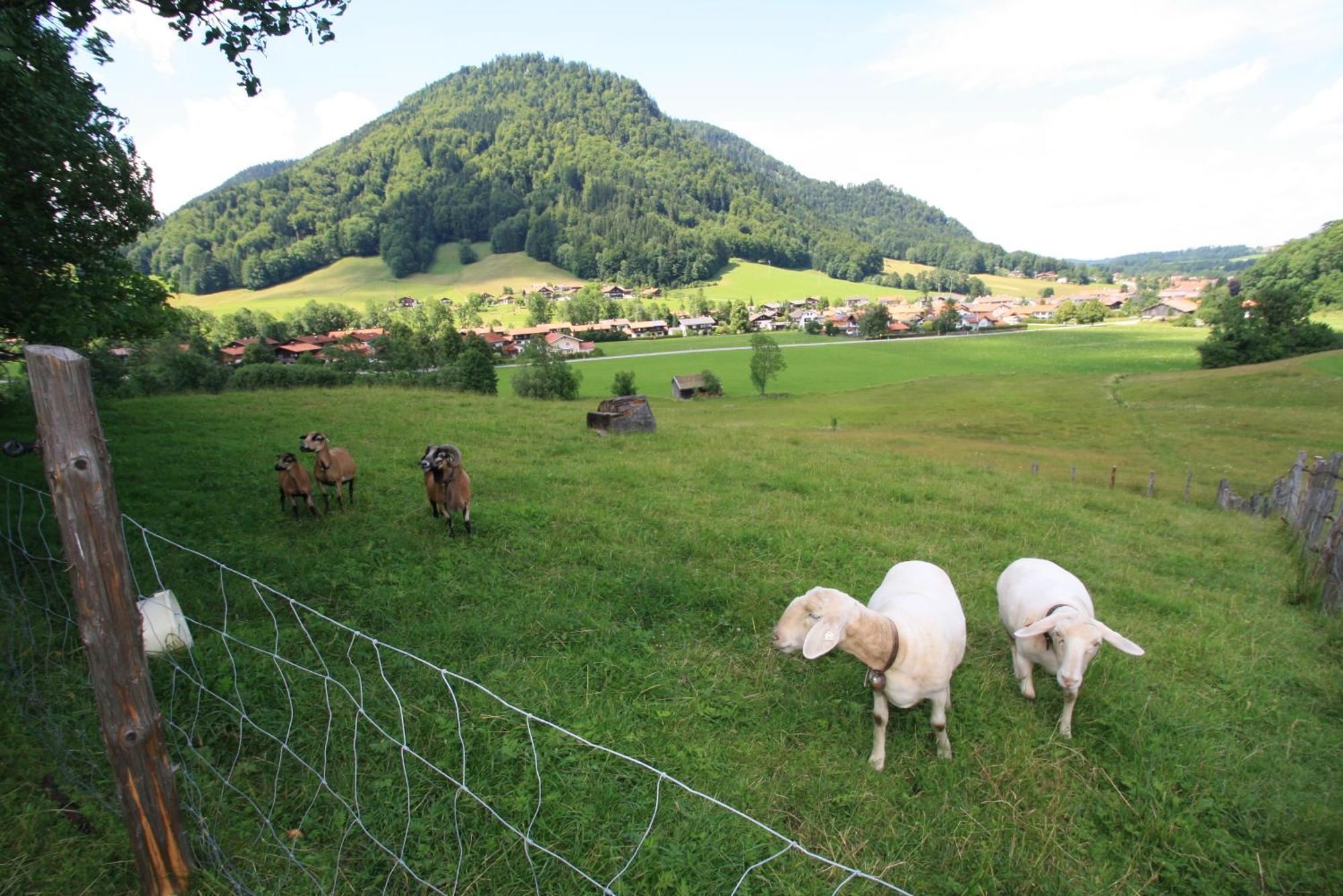Séjour à la ferme Schneider-hof Inkl. Chiemgaukarte Ruhpolding